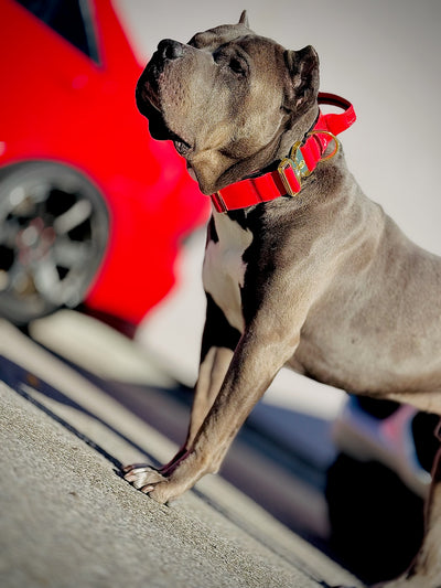 2"- Luxury Tactical Collar- Gold Hardwear