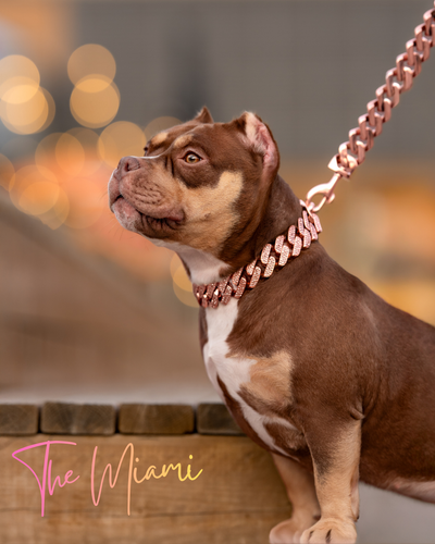 Rose Gold Studded Miami Link Collar