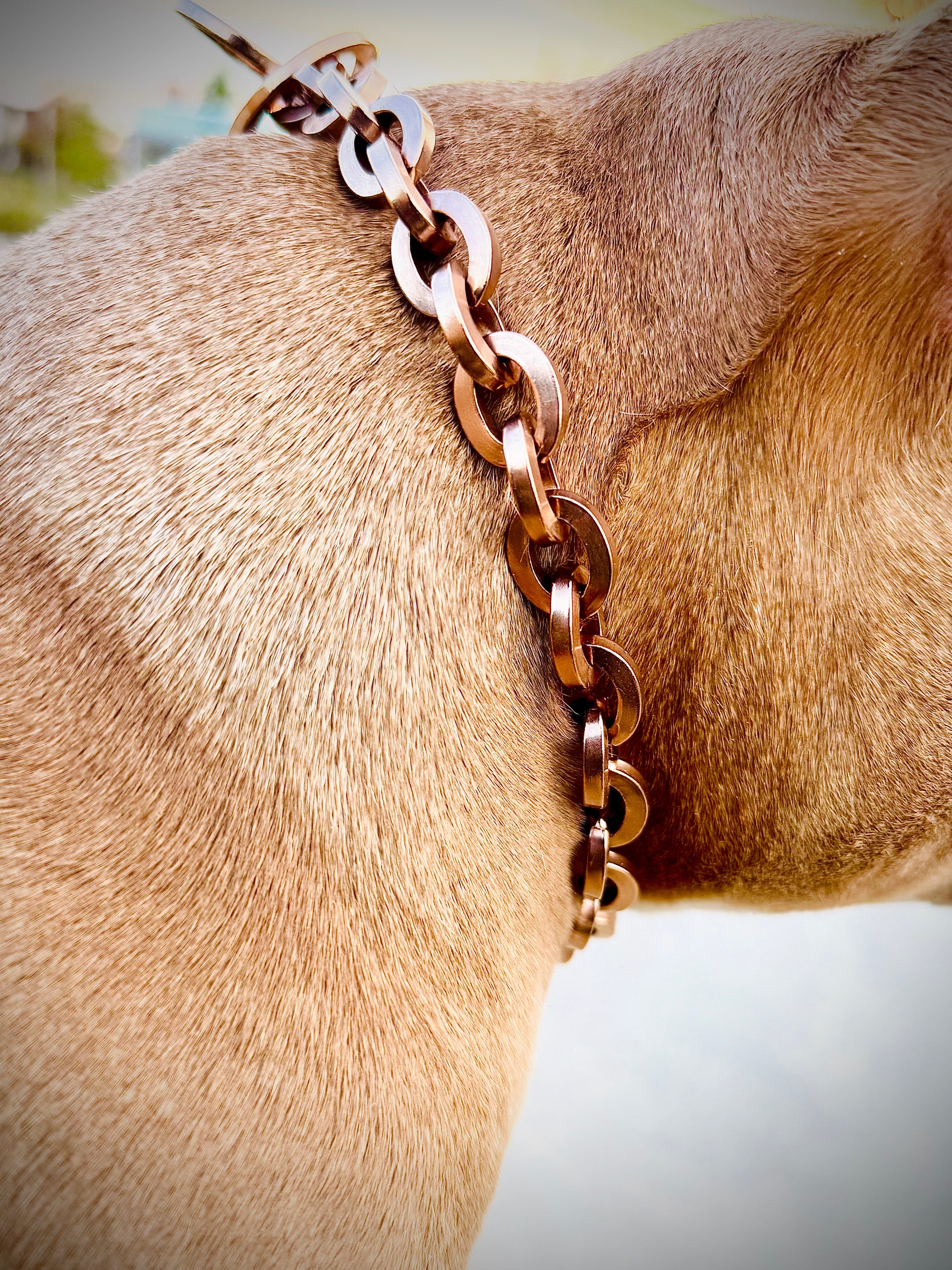 Rose Gold Oval Link Collar