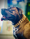 Gold Studded Collar