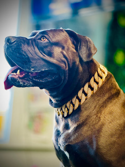 Gold Studded Collar