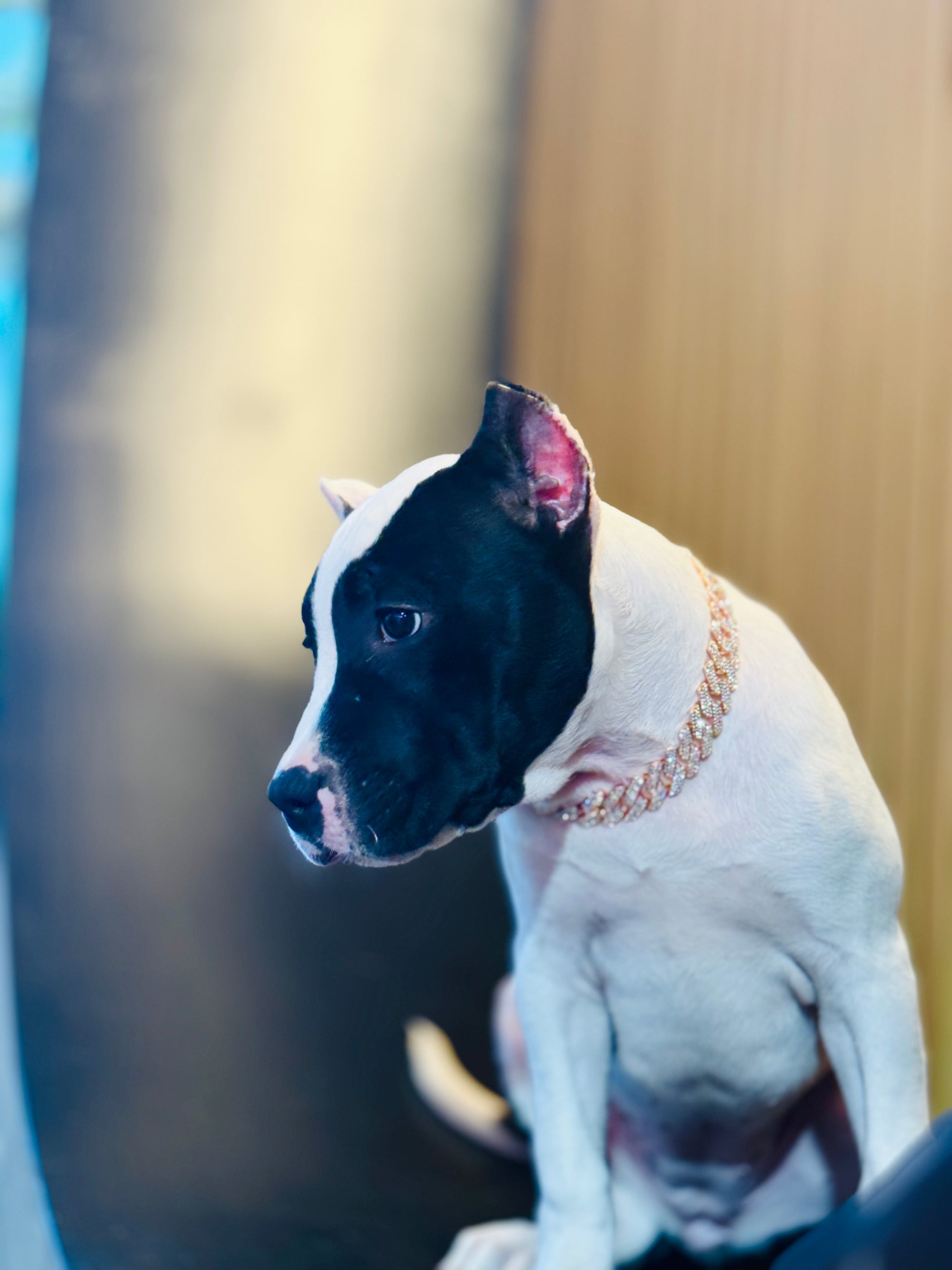 Rose Gold Small Collar