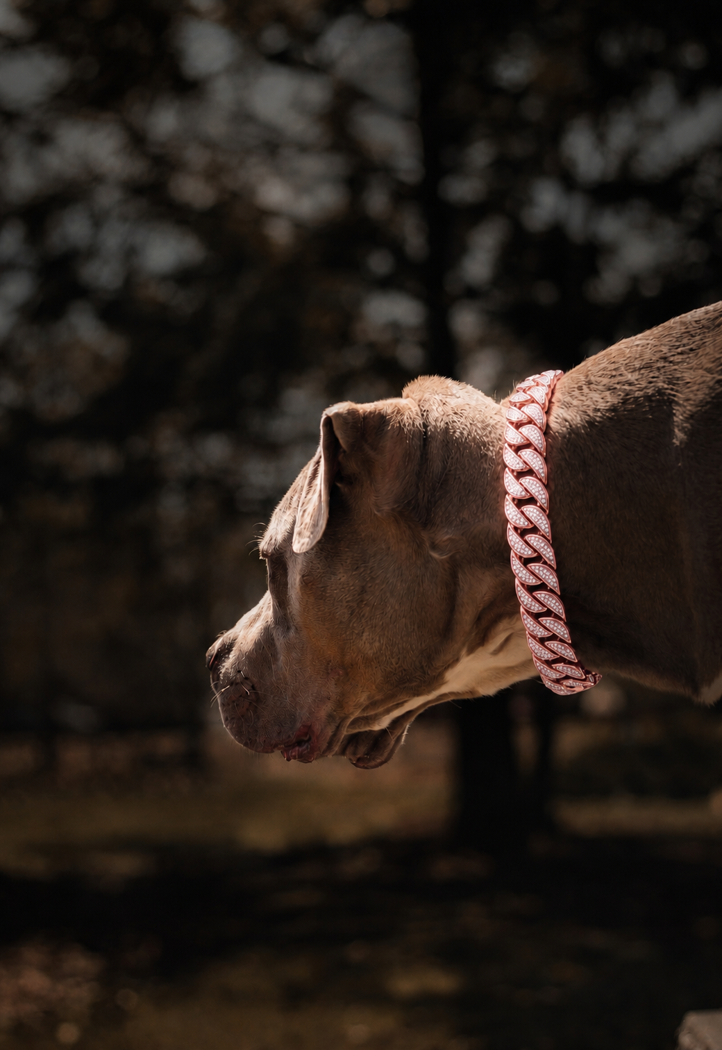 Rose Gold Studded Collar
