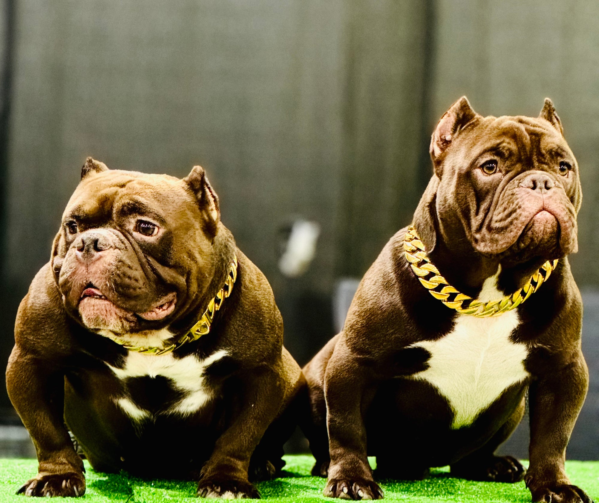 Gold Classic Cuban link Collar