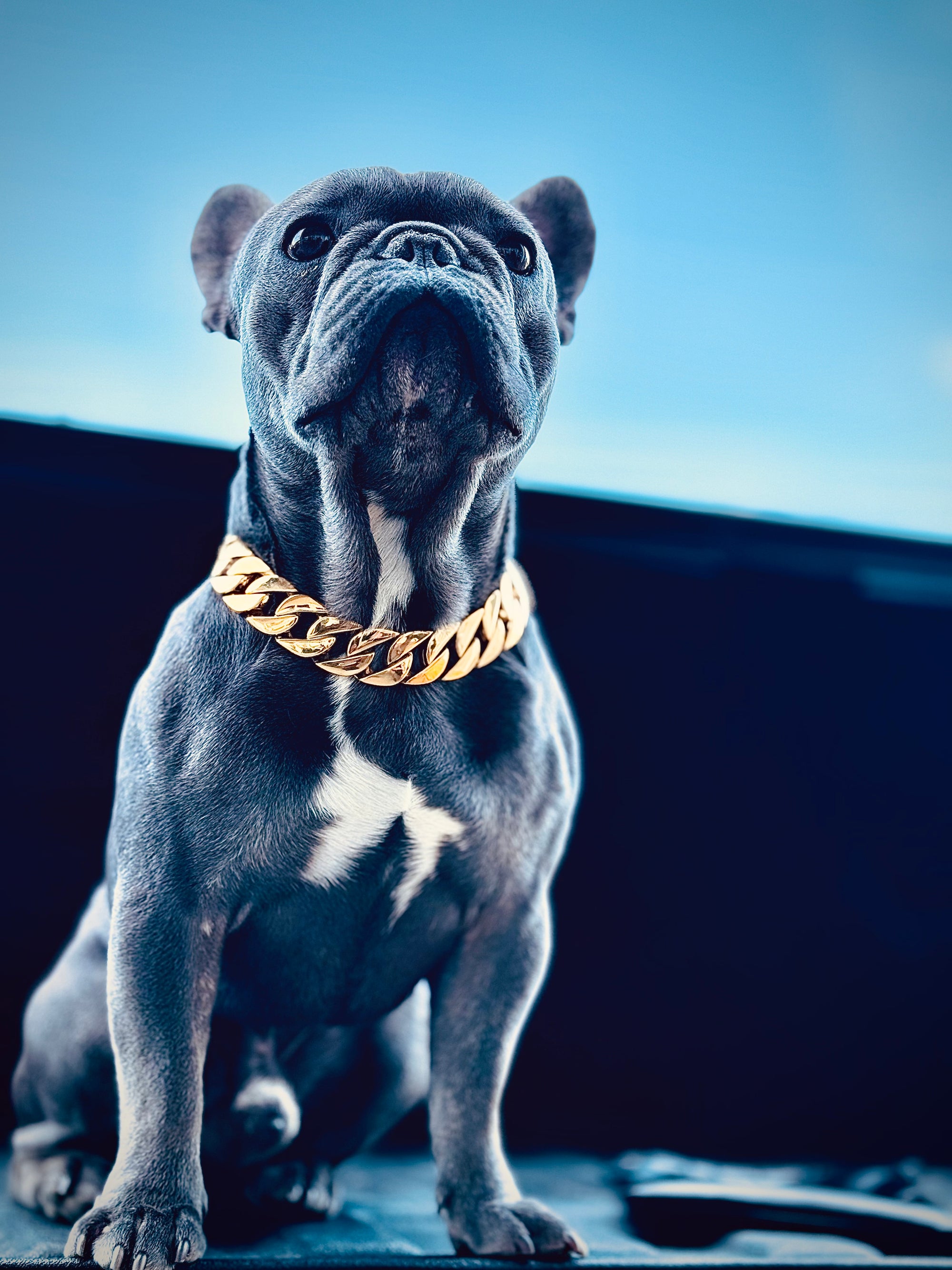 Gold Classic Cuban link Collar