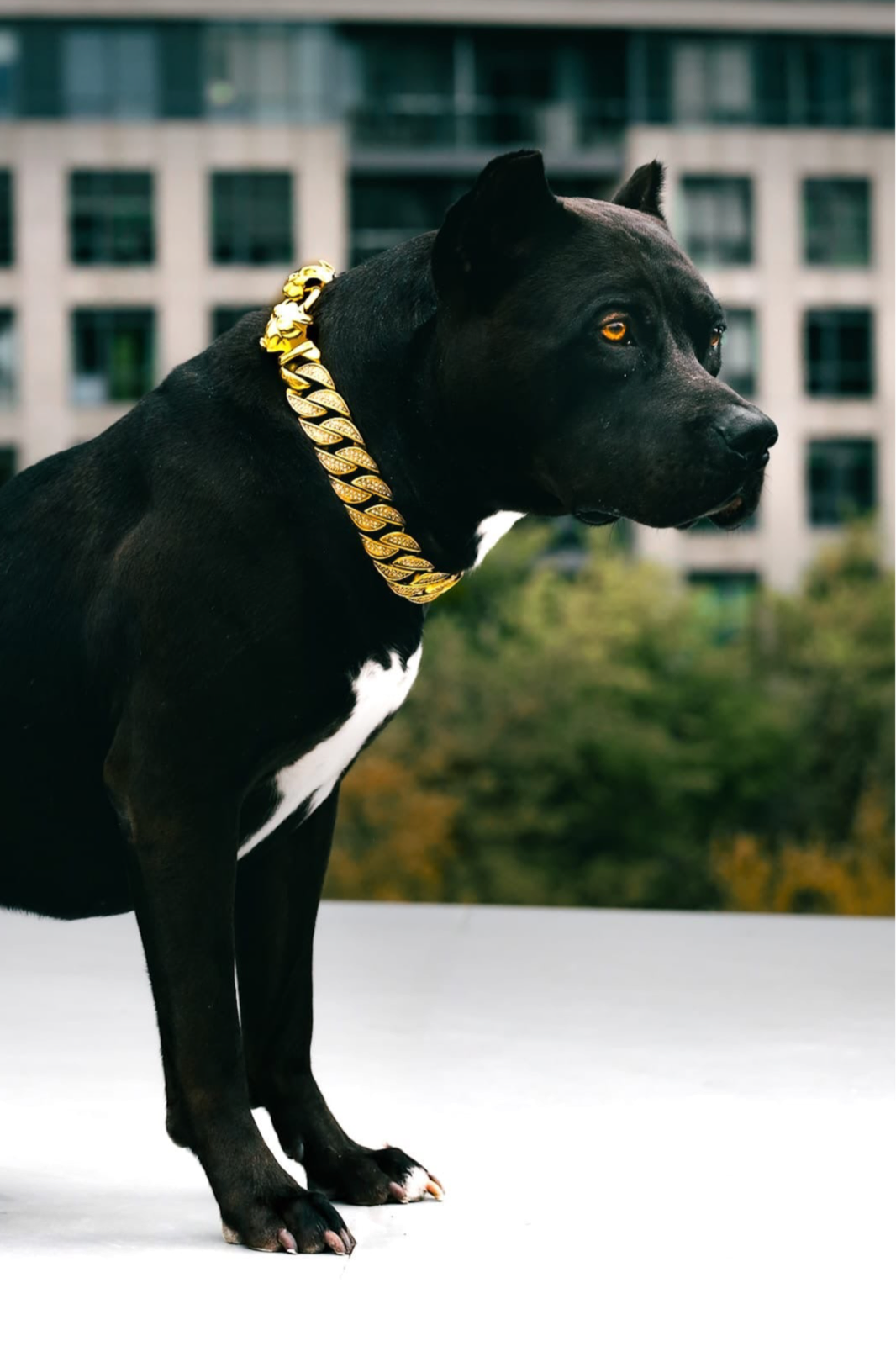 Gold Bully Studded Collar Royal Dog Chains