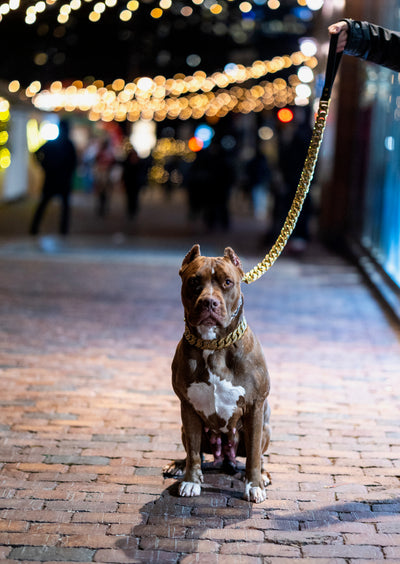 Gold Studded Collar
