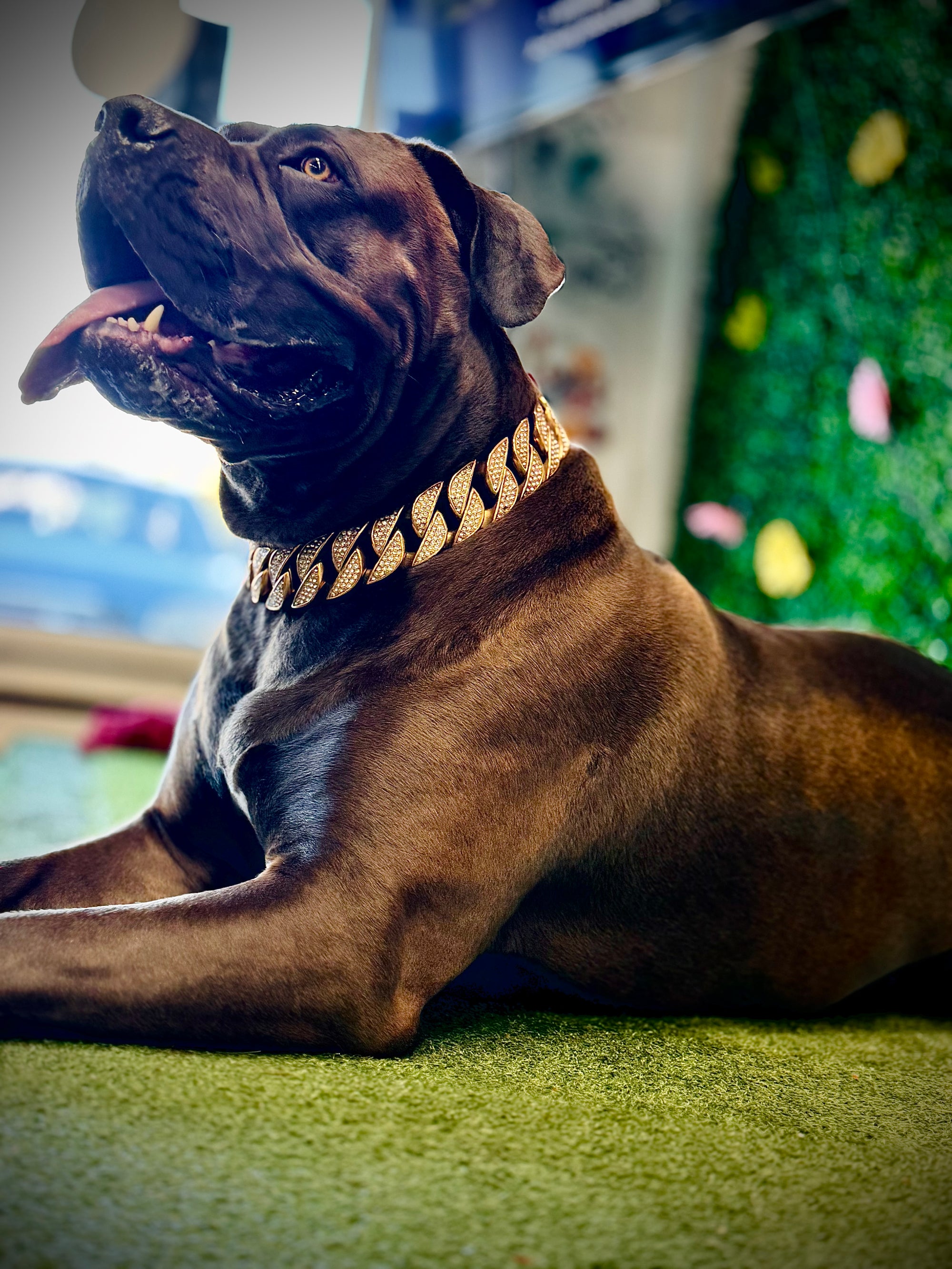 Gold Studded Collar Royal Dog Chains