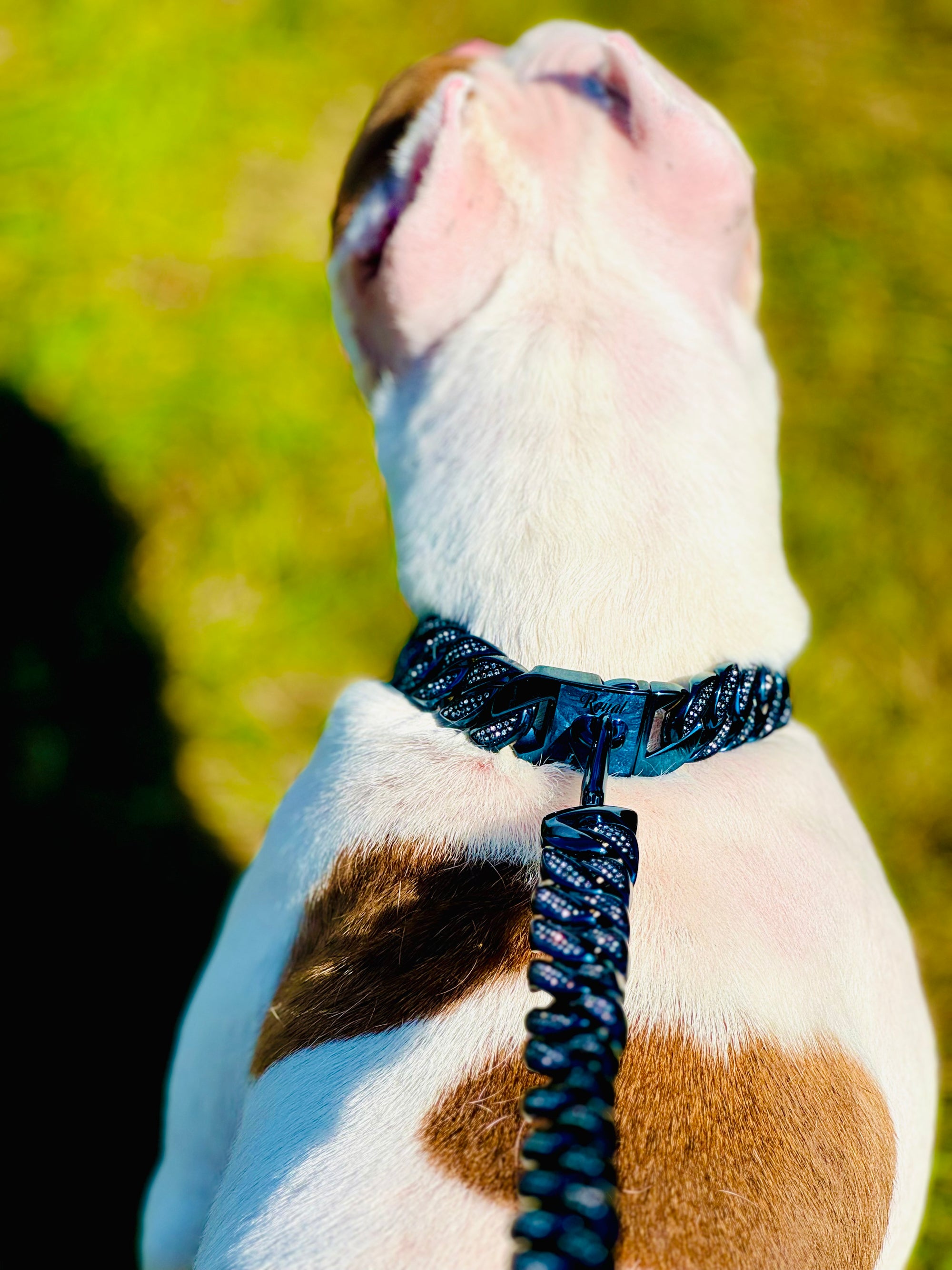 Royal Blue Studded Collar