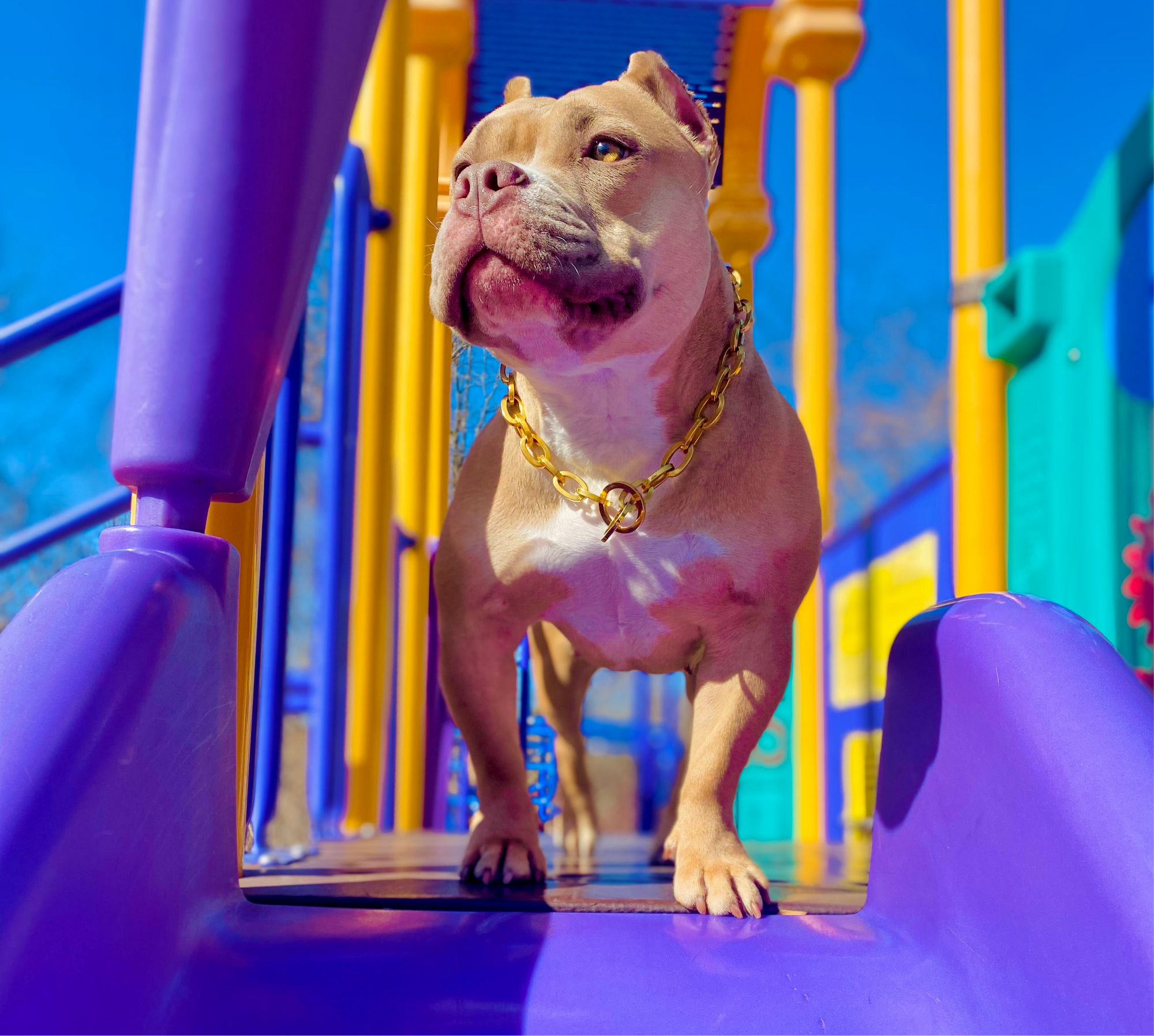 Gold Oval Link Collar