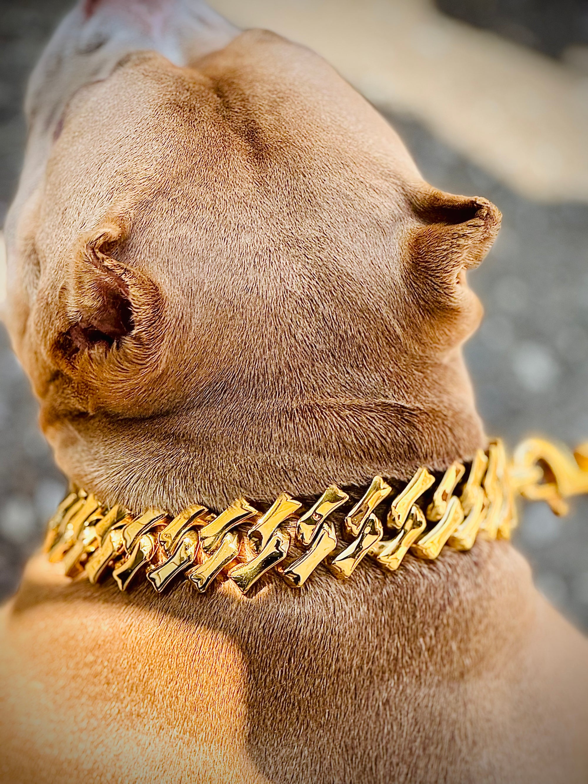 Gold Bone Link Collar