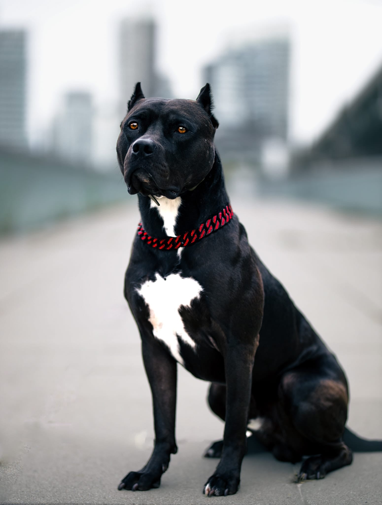 Black Red Studded Collar -The Anubis