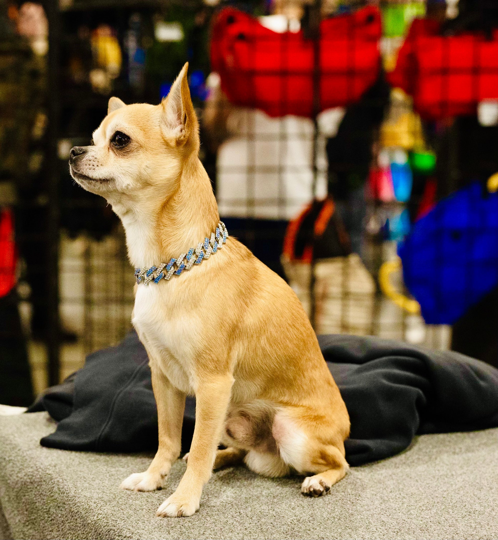 Petite Silver & Blue Chain