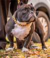 Gold Studded Collar