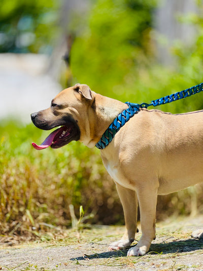 Royal Blue Solid Collar