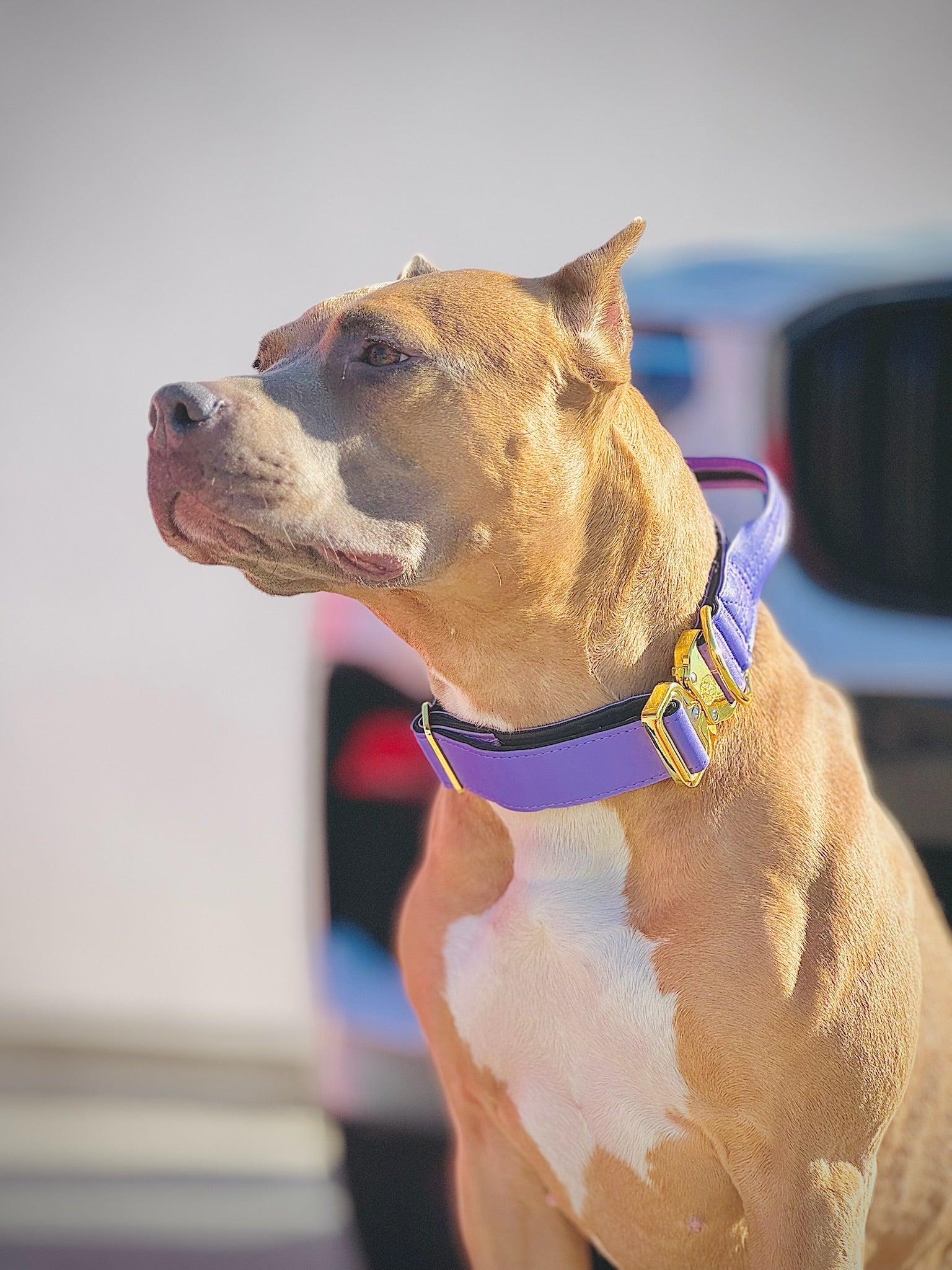 2"- Luxury Tactical Collar- Gold Hardwear