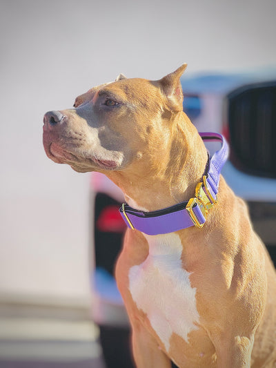 2"- Luxury Tactical Collar- Gold Hardwear