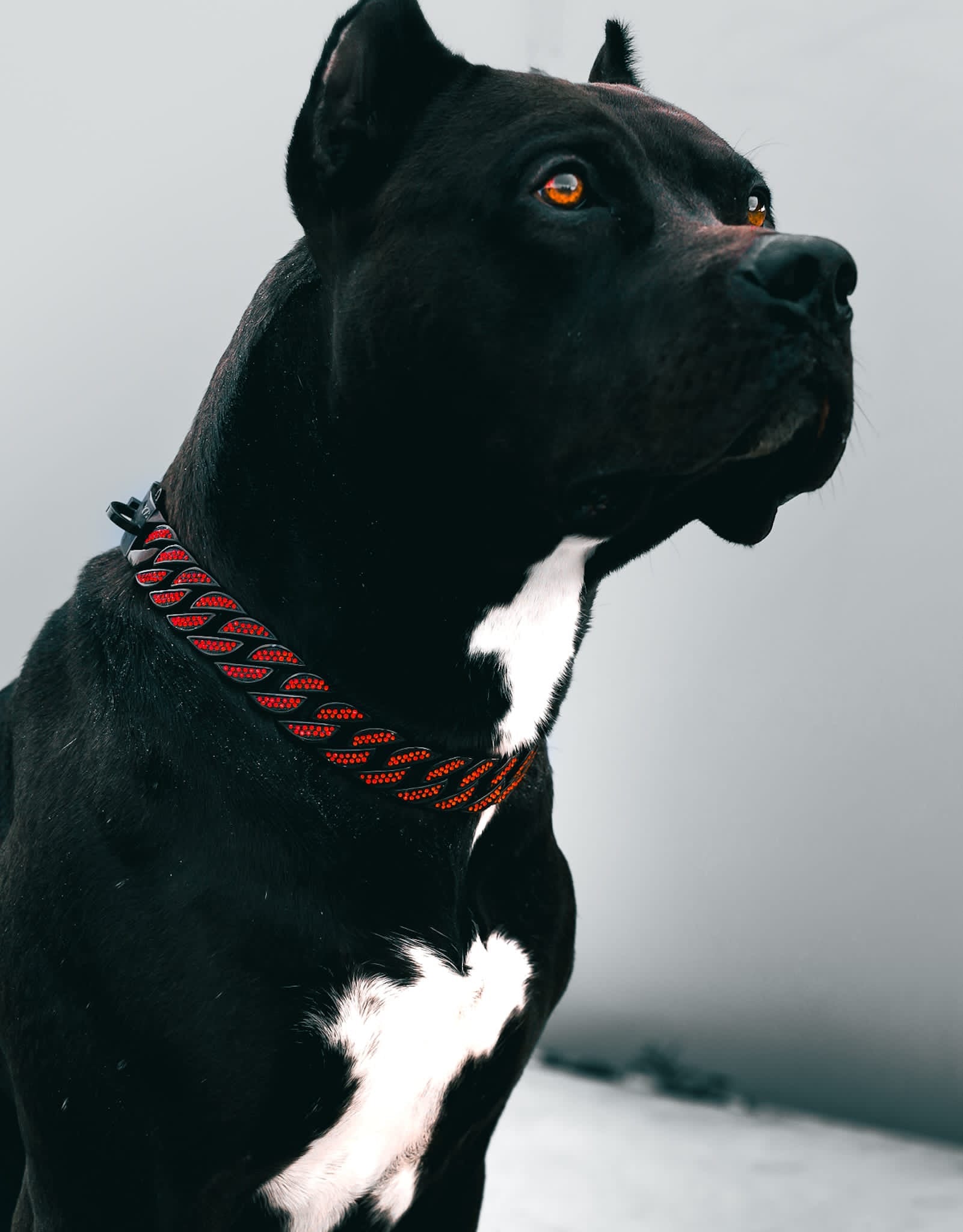 Black Red Studded Collar -The Anubis