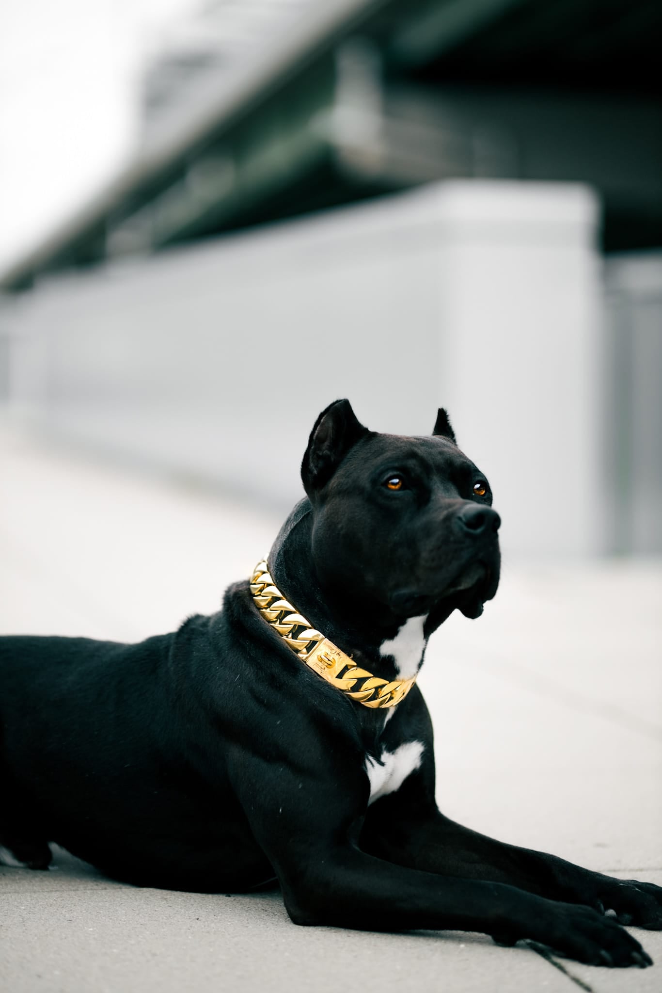 Gold Cuban Collar