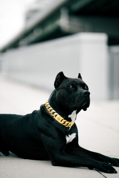 Gold Cuban Collar