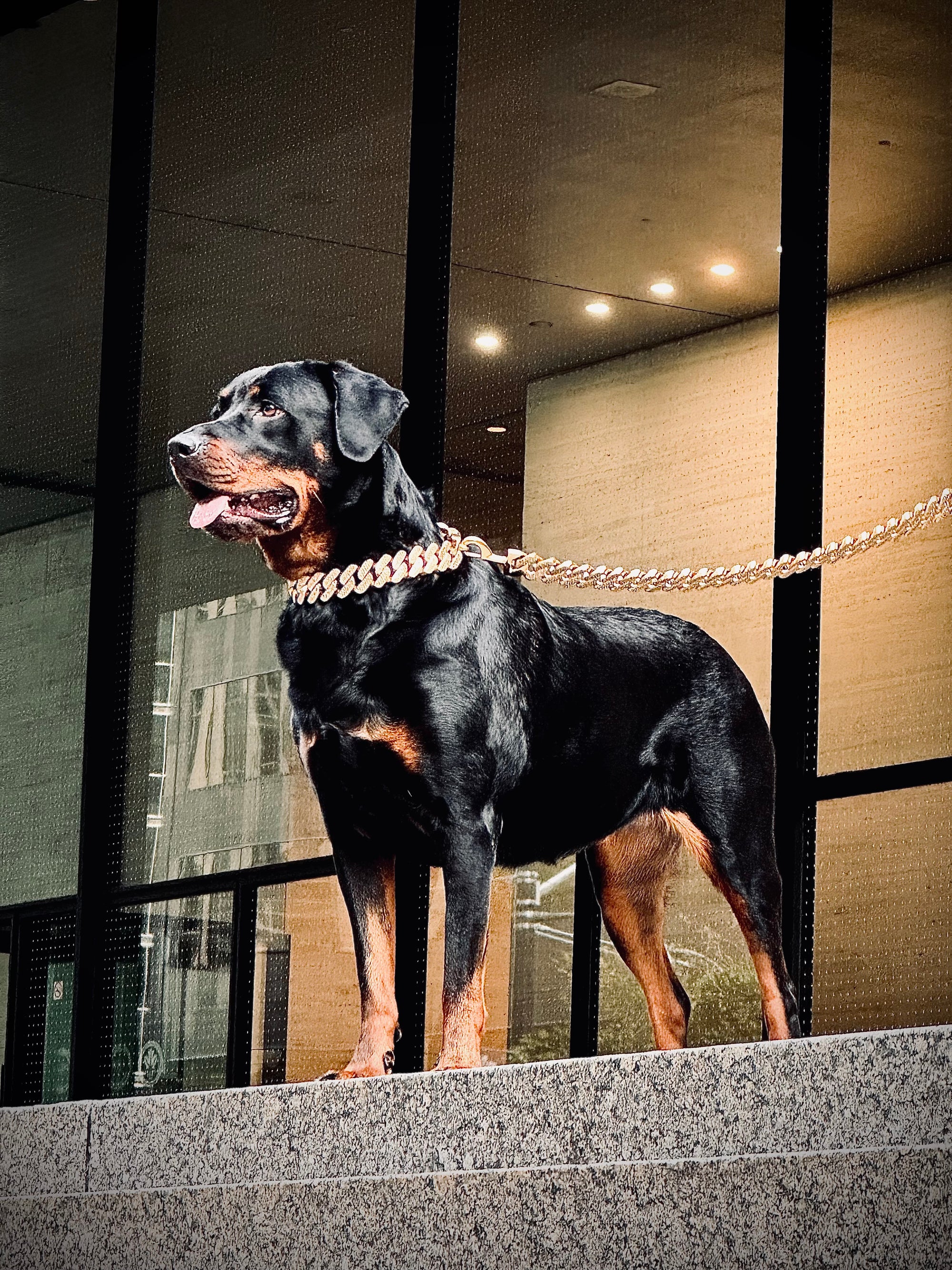 Gold Studded Miami Link Collar