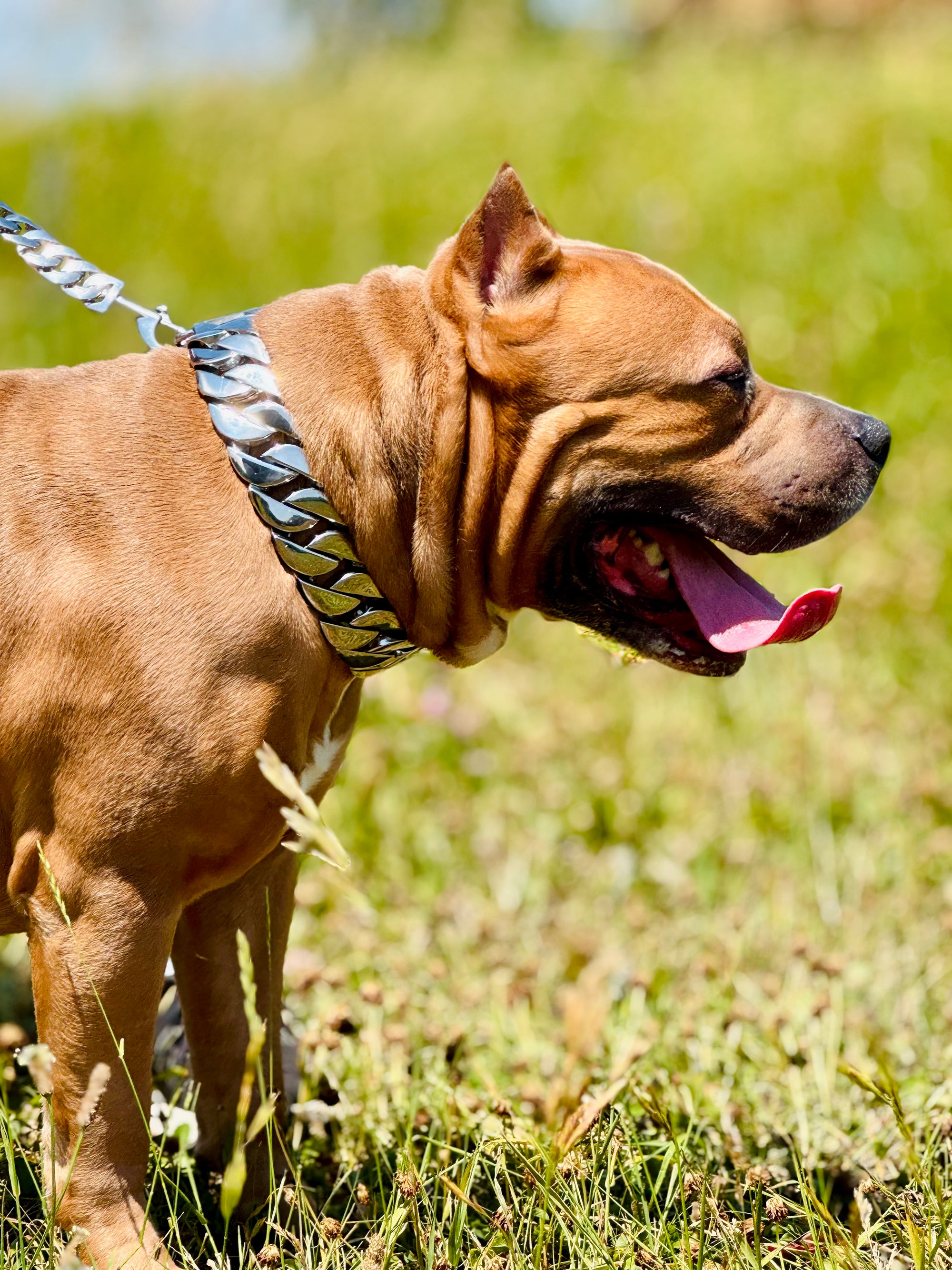 Silver Classic Collar Royal Dog Chains - Main Image