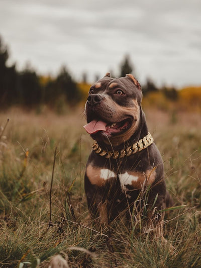 Gold Studded Collar