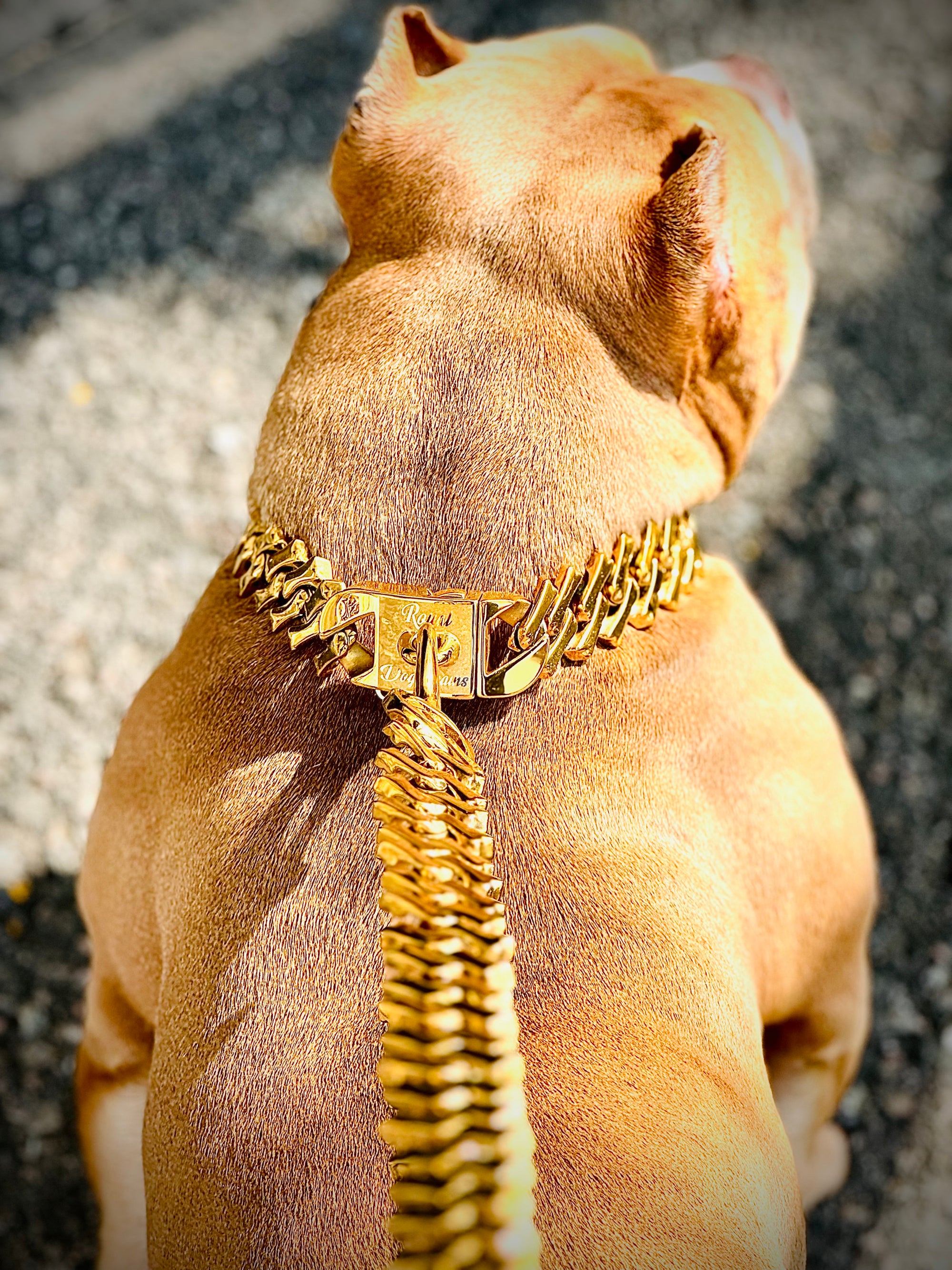 Gold Bone Link Collar