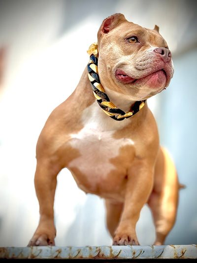 Black/Gold Cuban Collar