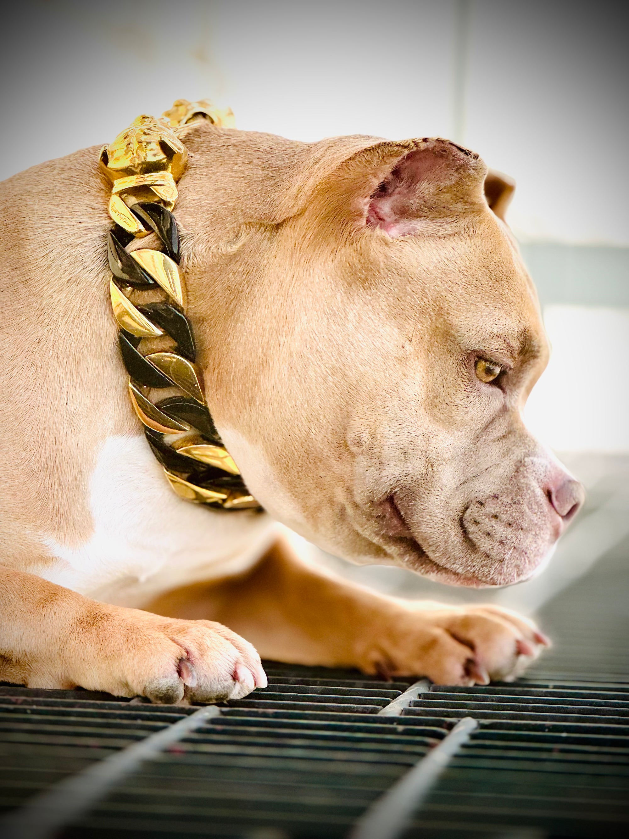 Black/Gold Cuban Collar