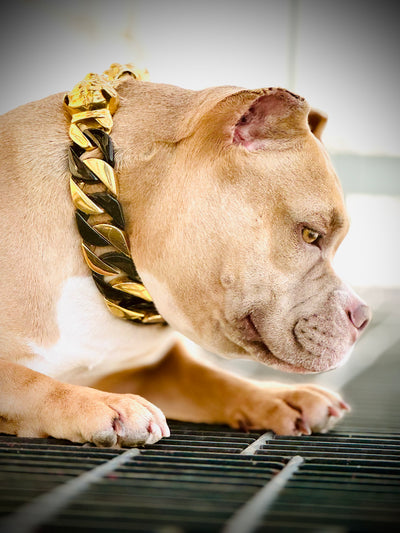 Black/Gold Cuban Collar
