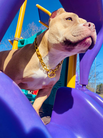 Gold Oval Link Collar