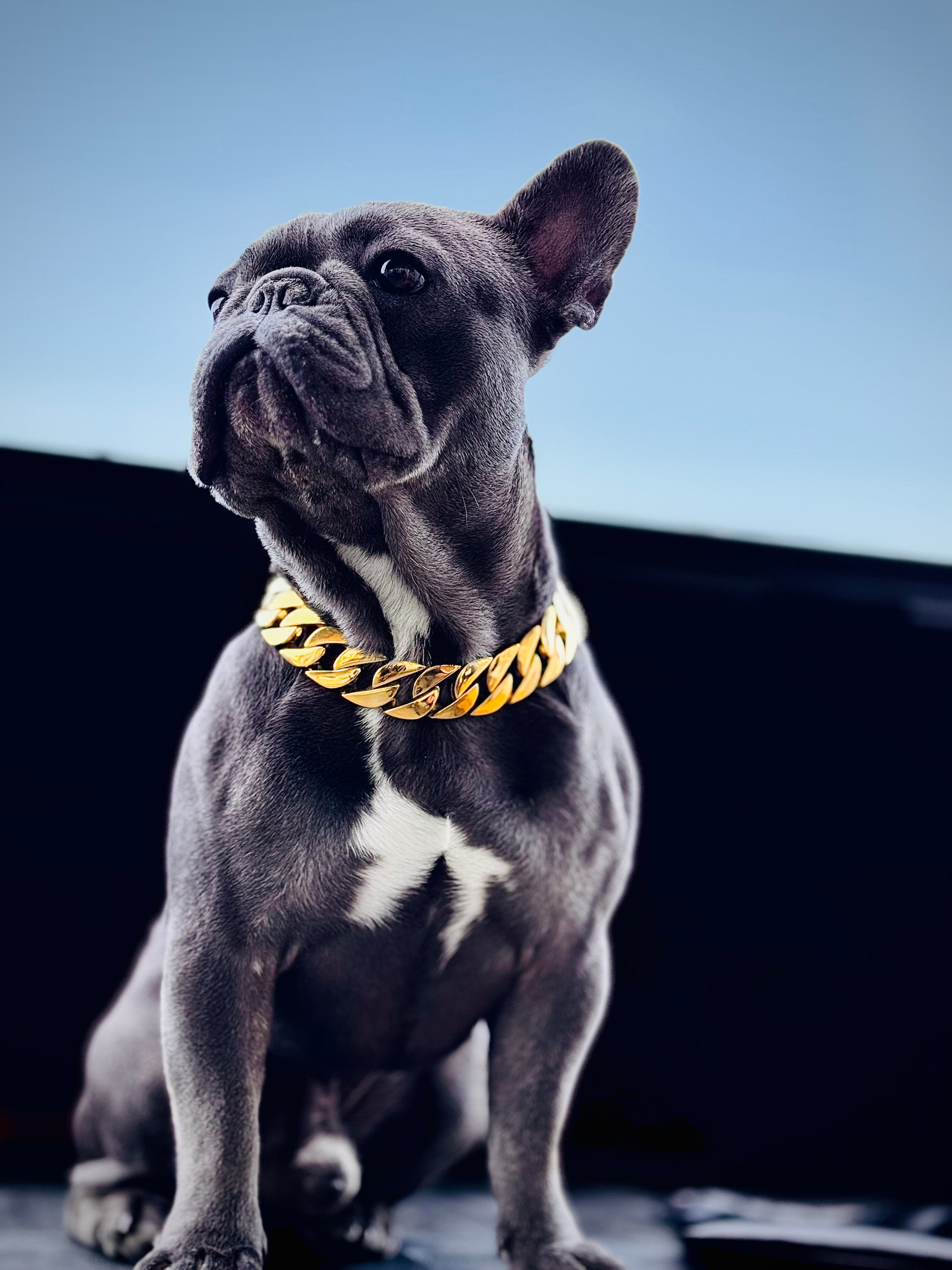 Gold Classic Cuban link Collar