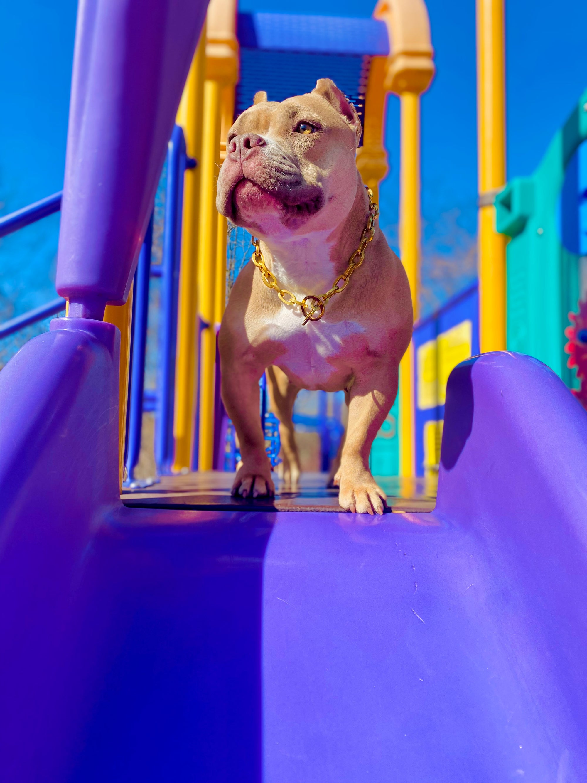 Gold Oval Link Collar