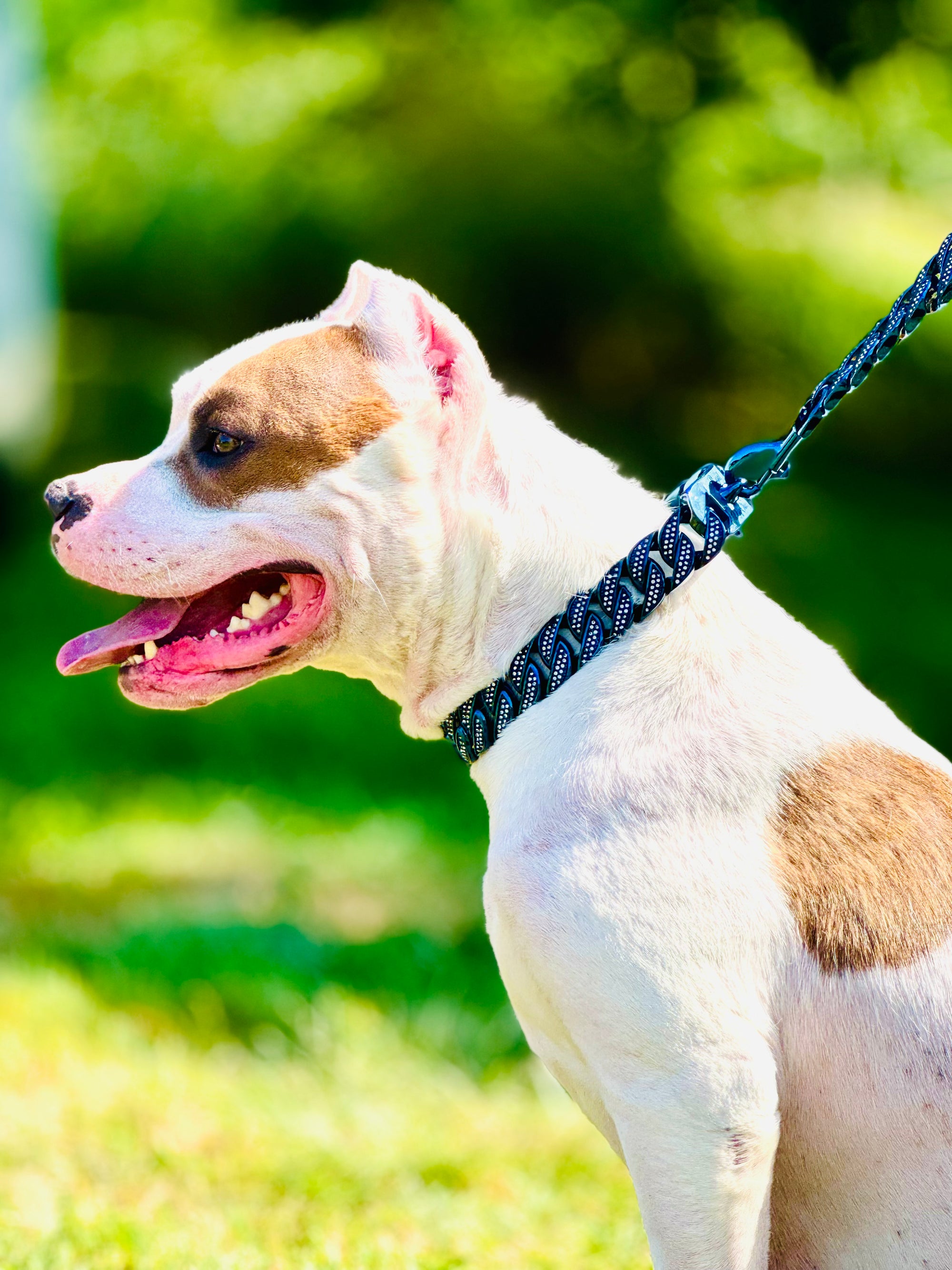 Royal Blue Studded Collar
