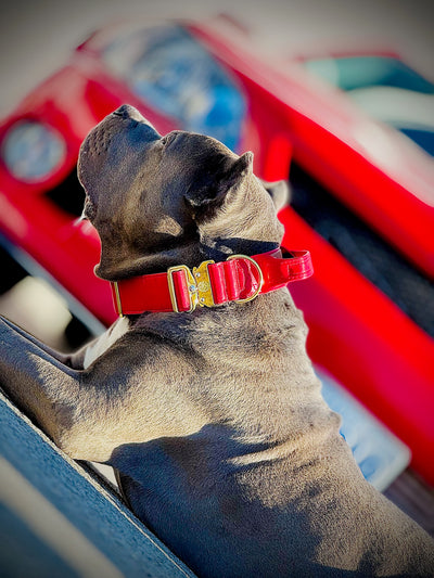 2"- Luxury Tactical Collar- Gold Hardwear