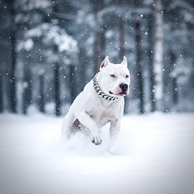 Silver Classic Collar