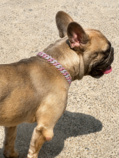 Silver and Pink Small Collar
