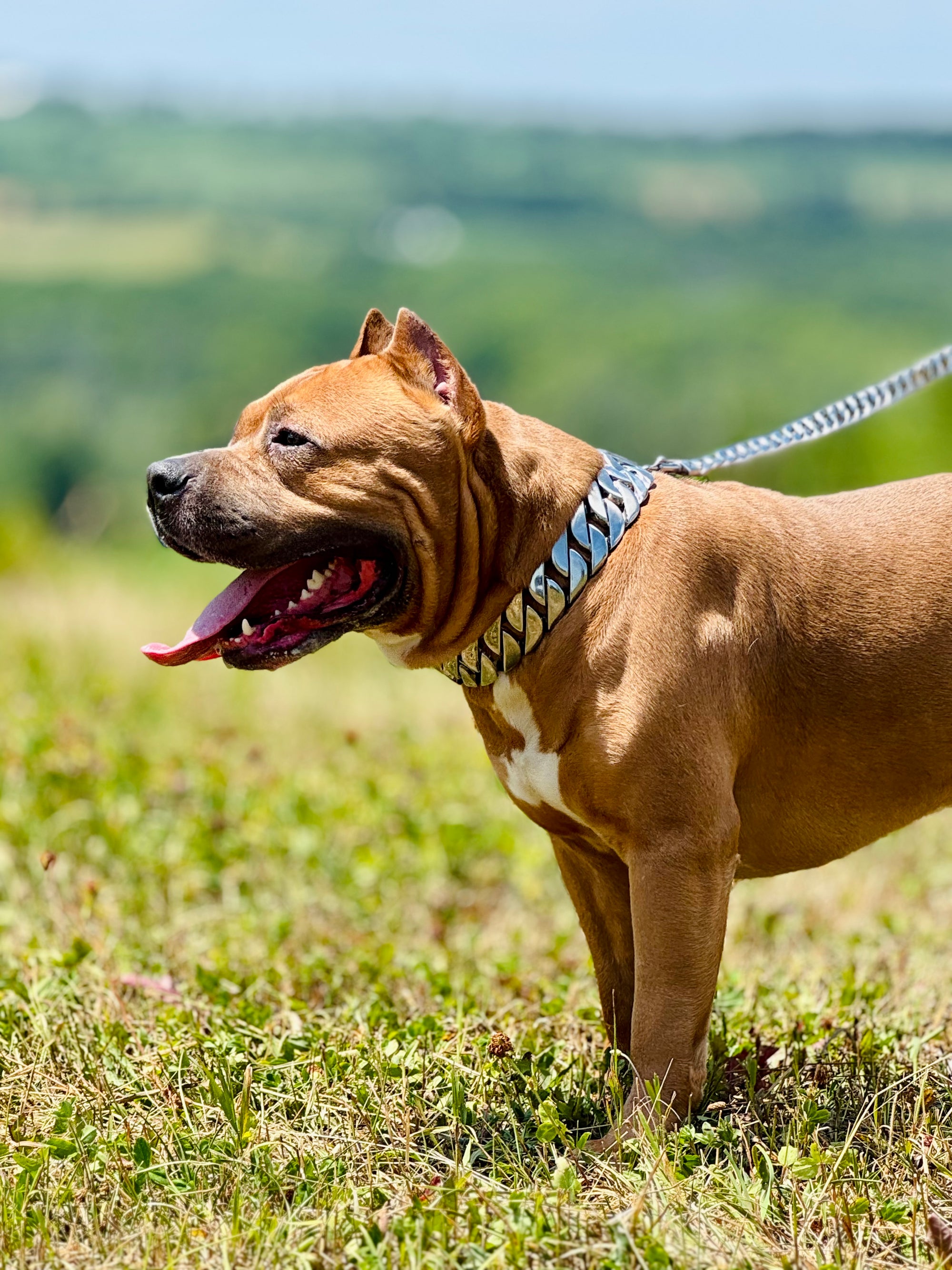 Silver Classic Collar