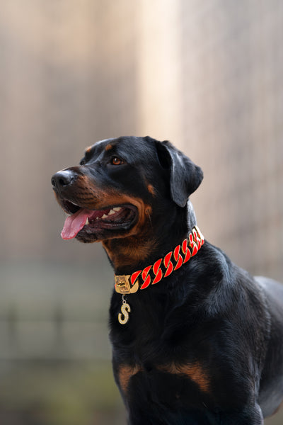 Gold Pink Glow Collar