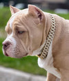 Gold Small Collar