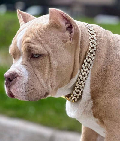Gold Small Collar