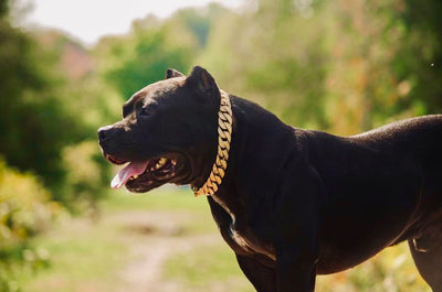 Gold Studded Collar