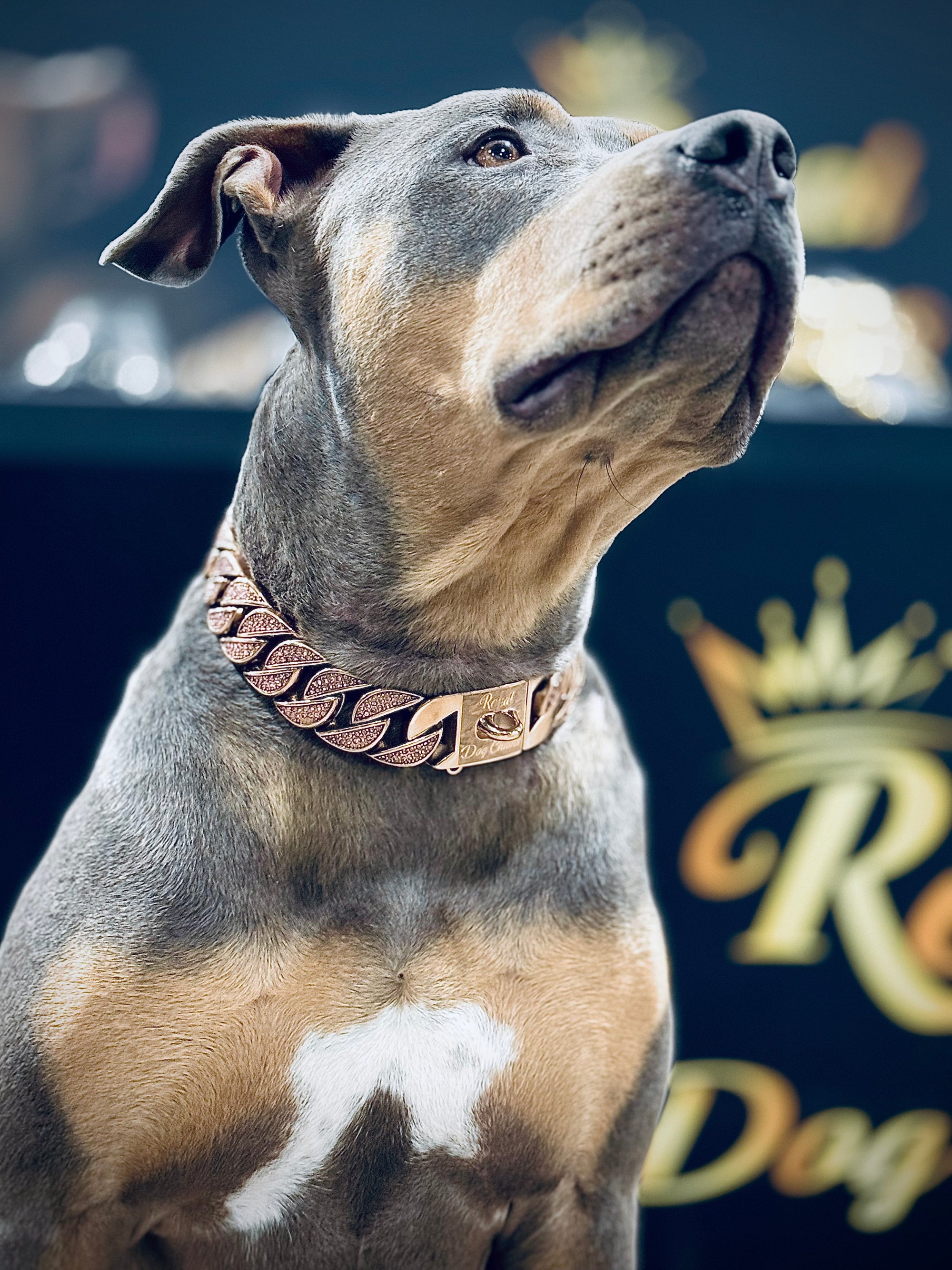 Rose Gold Pink Studded Collar