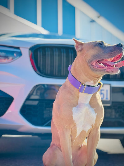 2"- Luxury Tactical Collar- Gold Hardwear