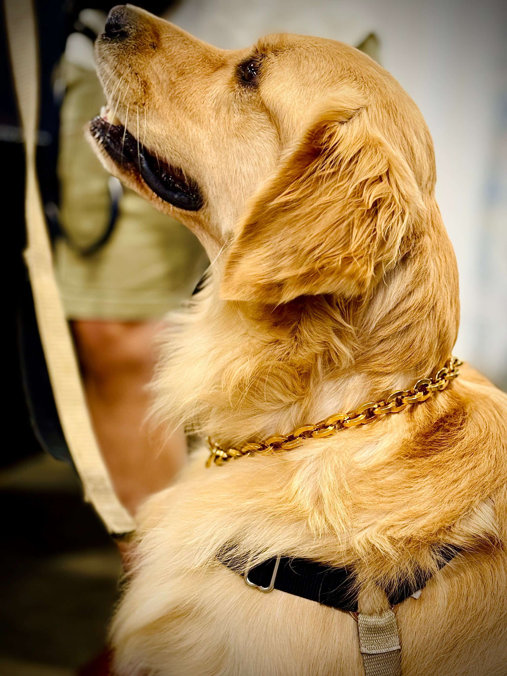 Gold Oval Link Collar