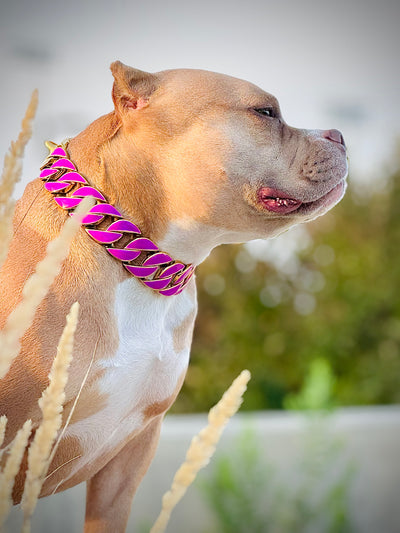 Gold Purple Glow Collar