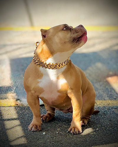 Gold Bone Link Collar