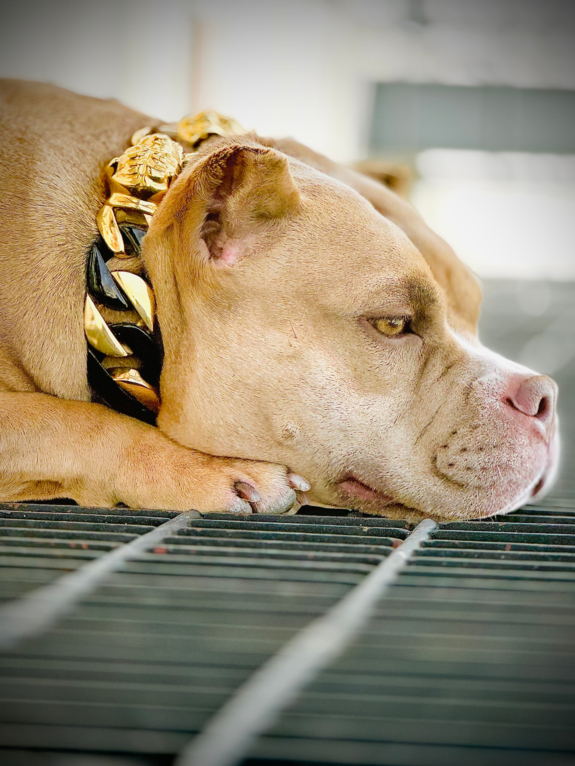 Black/Gold Cuban Collar