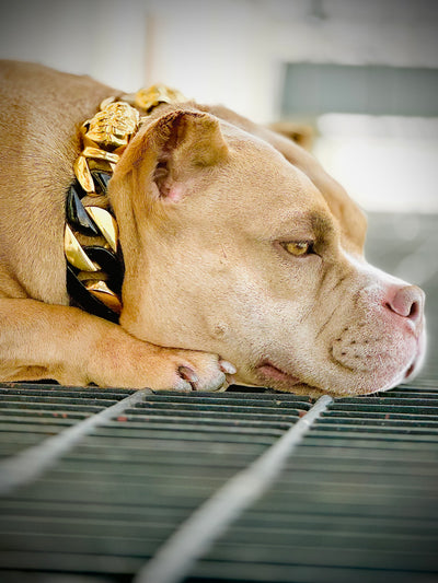Black/Gold Cuban Collar